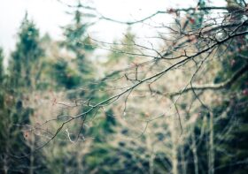 Metody zrębkowania gałęzi