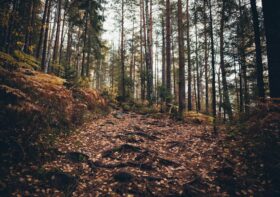 Spacerowanie po górskich ścieżkach